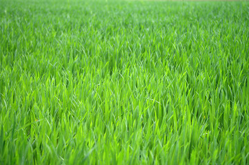 Gras 2
