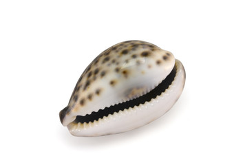 Mollusk shell