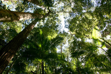 Tropical Green Leaves - Fraser Island, UNESCO, Australia