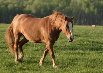 Naklejka na ściany i meble A horse walks in a field.