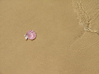 shell and wave
