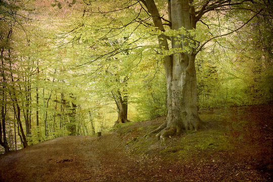 Danish Beech Forest.