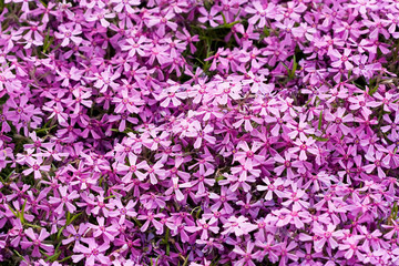 Fototapeta premium violet flowers for decoration over background