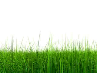 Fototapeta na wymiar 005 (a) grass at 9000 without sky