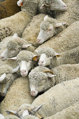 Naklejka premium Group of sheep