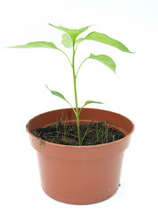 Pot plant against a white background