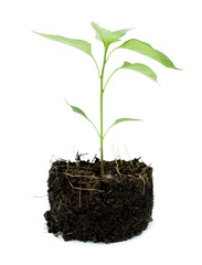 Pot plant with its compost exposed against a white background