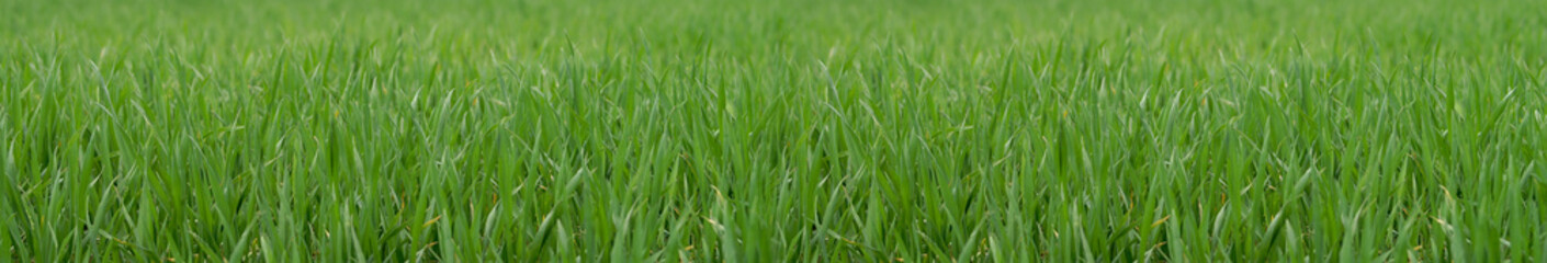 Gras 19