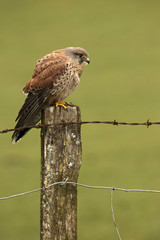 Kestrel