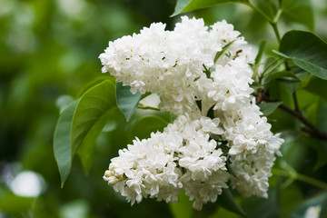 bunch of white lilac flower