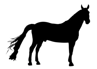 Horse 1