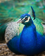 Fototapeta premium Peacock
