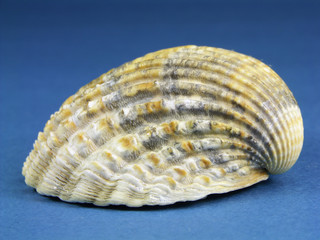 Island cockle seashell
