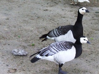 Enten