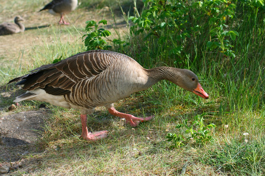 G&auml;nse
