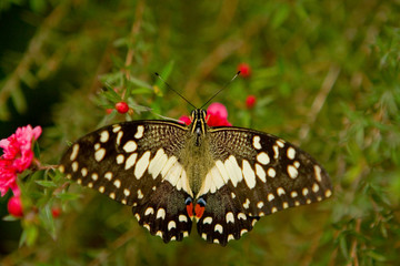 Citrus Swallowtail Butterfly - Papilio democodus on New Zealand