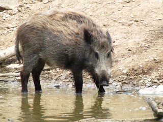 wild boar