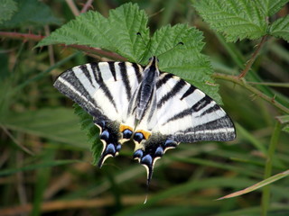 Papillon Flambé