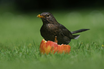 Amsel
