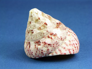Speckled tegula seashell
