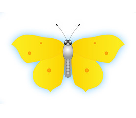 Schmetterling - gelb mit bluaem Schein
