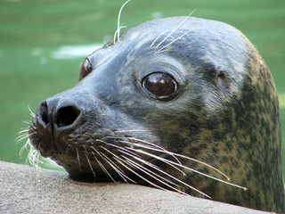 Curious seal