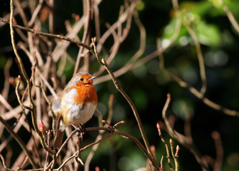 red robin