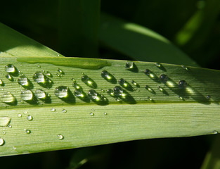 water droplets on a leaf
