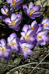 Crocuses Blooming in a Spring woodland setting