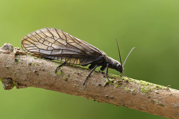 Schlammfliege