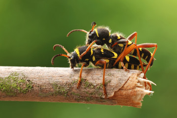 Widderbock - Paarungszeit