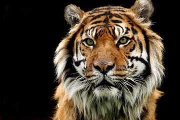 Papier Peint photo Lavable Tigre Yeux de tigre