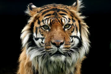 Foto auf Alu-Dibond Tiger Instinkt
