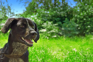  Dog with green background