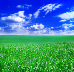 Obraz premium Sky and wheat