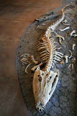 Croc Skeleton - Kakadu National Park, Australia © Sam D'Cruz