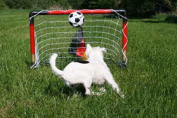 hundefußball