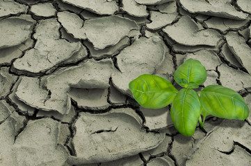 growth