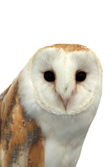 Barn Owl