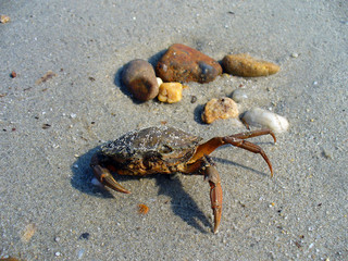 sea crab