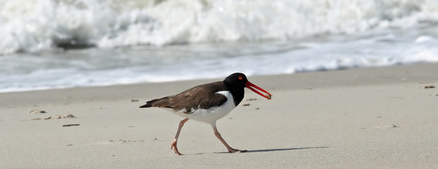American Oystercatcher With Crab