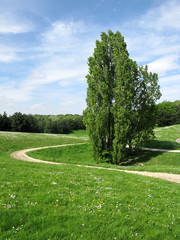 Sentier sinueux, pelouse et  arbre. Ciel bleu.