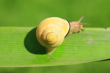 schnecke