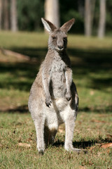 Grey Kangaroo, Australia