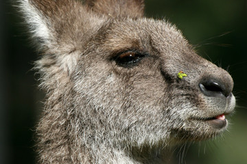Grey Kangaroo, Australia