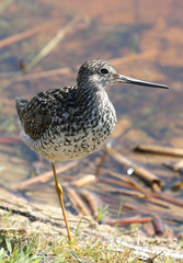 Greater Yellowlegs
