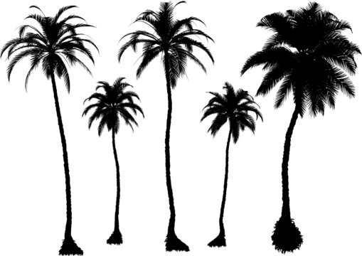 5 vector tropical palms and trees