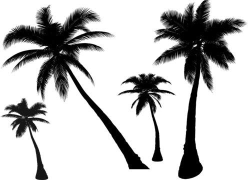 4 vector  palms 