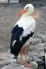 curious stork