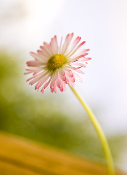 Daisy, gowan